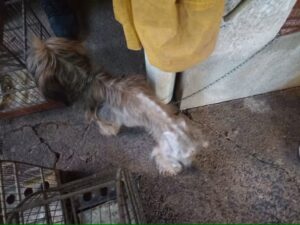Cadela foi resgatada de situação de maus-tratos em Charqueada